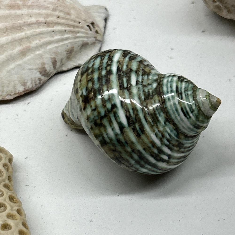 Mixed Seashell Collection Lot Conch Scallop Assorted Coastal‎ Decor - Picture 8 of 16